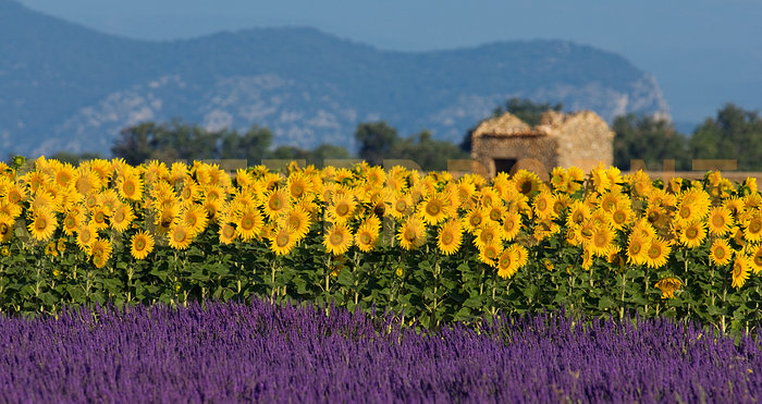 Provence-France
